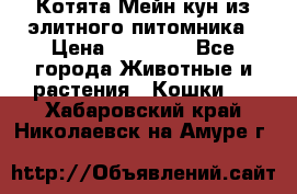 Котята Мейн-кун из элитного питомника › Цена ­ 20 000 - Все города Животные и растения » Кошки   . Хабаровский край,Николаевск-на-Амуре г.